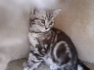 Pui british short hair silver tabby  - imagine 3
