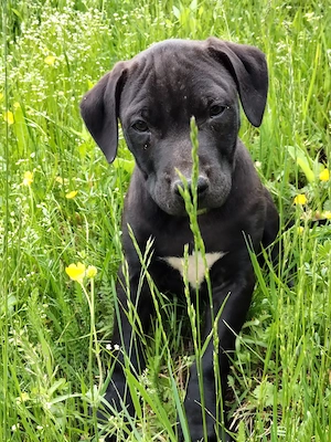 mascul Amstaff 