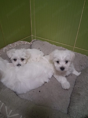 Bichon maltez 