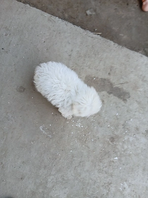 pui bichon  - imagine 3