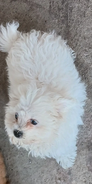 pui bichon  - imagine 4