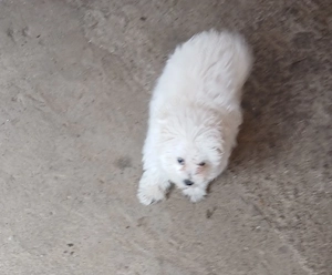 pui bichon  - imagine 2