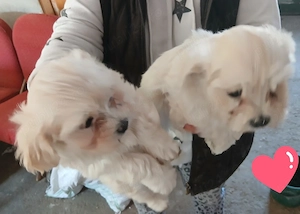 pui bichon 