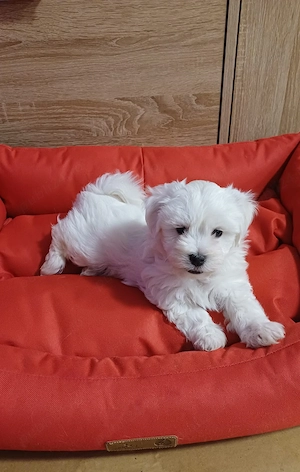 Bichon Maltez cu carnet de sanatate