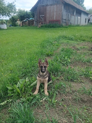 Pui ciobănesc german in vărsta de 13 saptamanii 
