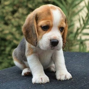fetita de beagle tricolor
