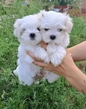 Fetiță și băiețel mini toy 