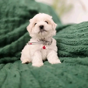 Puiuți superbi de Bichon maltez mini toy  - imagine 4