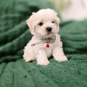 Puiuți superbi de Bichon maltez mini toy  - imagine 3