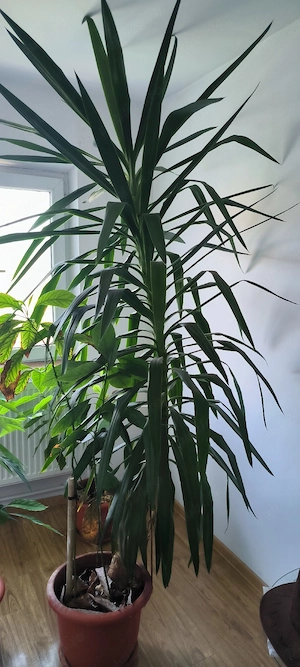 yuca 220 cm si ghiveci mai mare de rezerva 