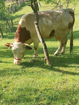 Vacă tînără