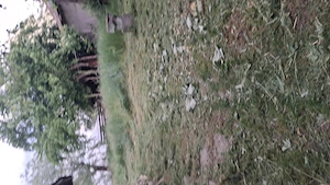 Tund gazon și vegetați și Livezi în zona ciorogarla  și pe lângă București 