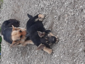 Catelusa ciobănesc german 
