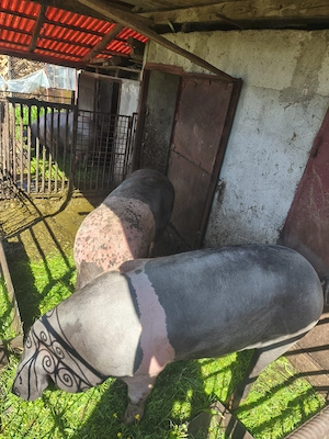 Porci de vânzare 