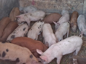 vând purcei de 11 săptămâni 18-20 kg(masculi castraţi)