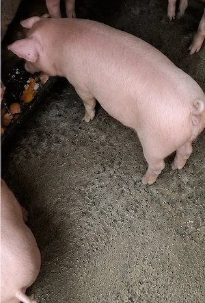 Vand purcei rasa duroc+pic