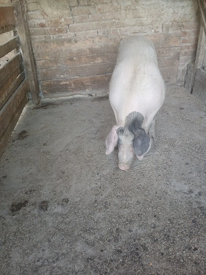 oferta vand 7 porci  - imagine 5