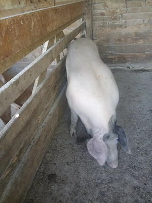 oferta vand 7 porci  - imagine 2