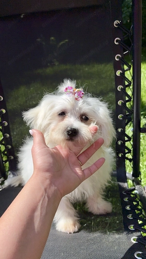 Fetita bichon maltez