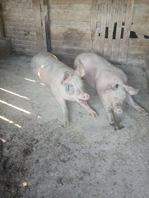 oferta vand 7 porci  - imagine 3