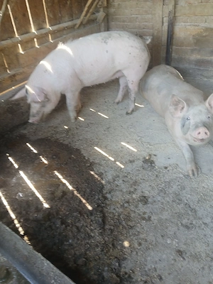 oferta vand 7 porci 