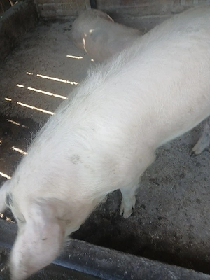 vand porci