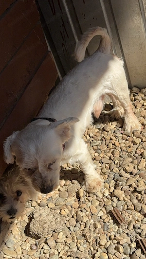 Mascul bichon maltez - imagine 4
