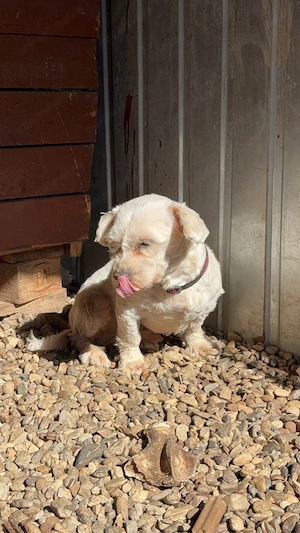 Mascul bichon maltez - imagine 3
