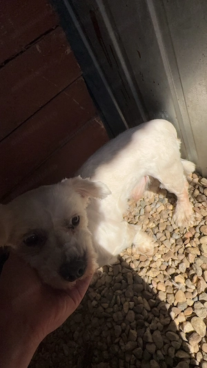 Mascul bichon maltez - imagine 2
