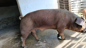 Vier duroc, rasă pură 
