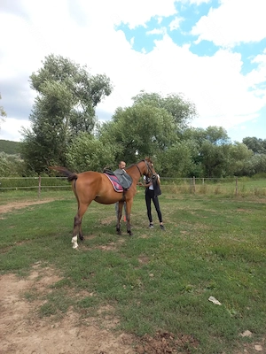 De vânzare iapă de 5 ani (metis arab)