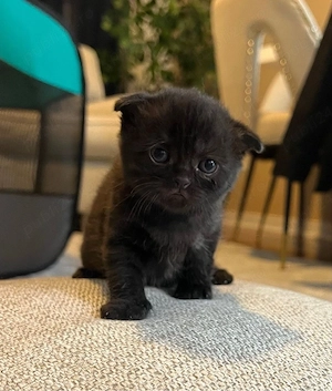 Scottish Fold 