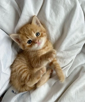 British Orange 