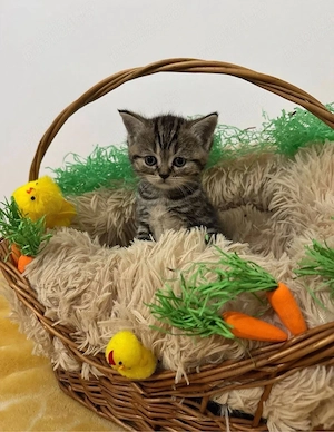 British Shorthair 