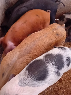 purcei 12 săptămâni 