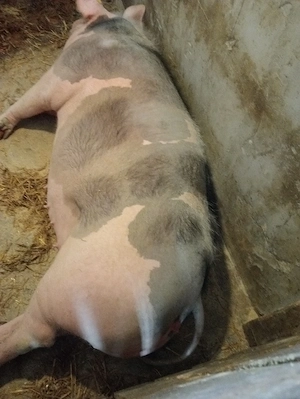 porc de carne