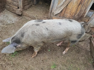Porc de vanzare