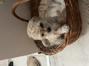 Maltipoo mini toy 7 saptamanii