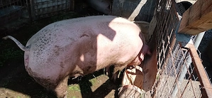 Porci de vanzare 3 buc - imagine 2