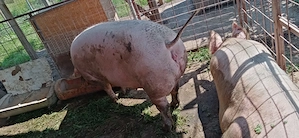 Porci de vanzare 3 buc
