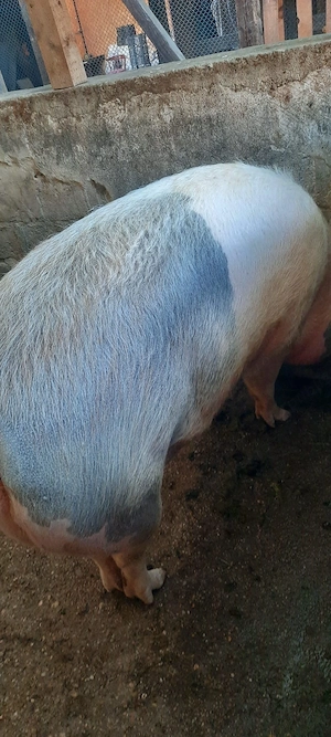 Porc de vanzare - imagine 2