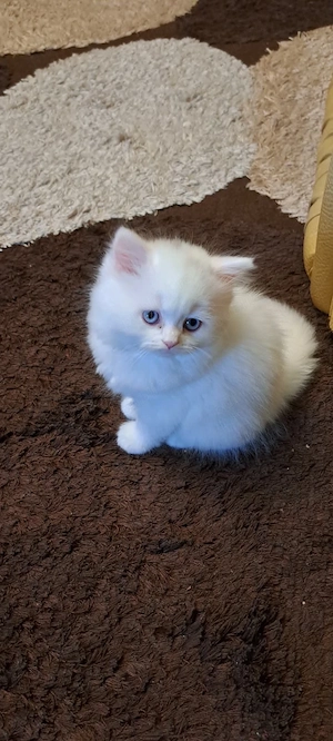 british shorthair si longhair