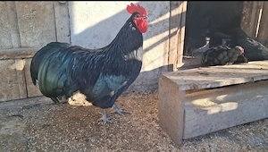 Oua  găini Australorp  - imagine 5