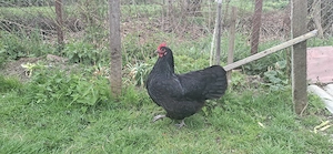 Oua  găini Australorp 