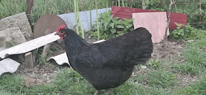 Oua  găini Australorp  - imagine 3