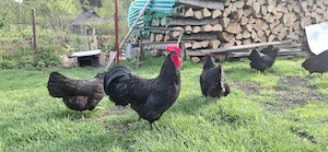 Oua  găini Australorp  - imagine 2