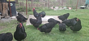 Oua  găini Australorp  - imagine 4