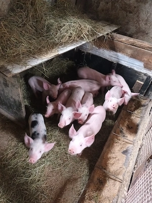 Purcei   Porci