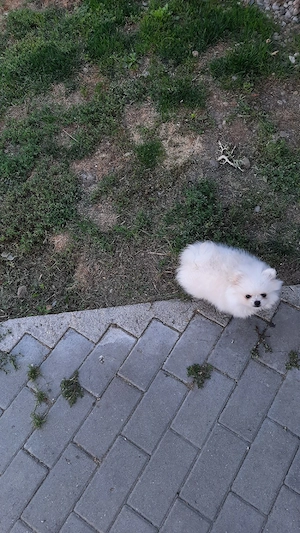 pomeranieni toy superbi  - imagine 2
