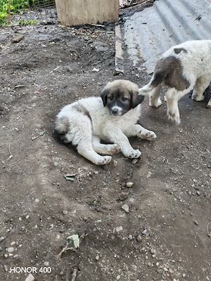 Vând sau dau spre adopție  - imagine 2